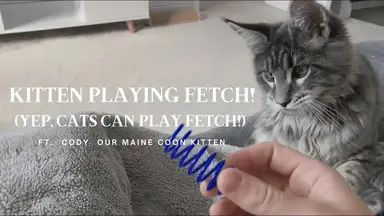 'Video thumbnail for Maine Coon Kitten Playing Fetch (Yep, Cats Can Play Fetch!)'