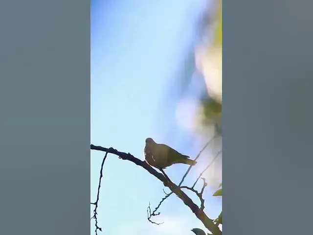 Video thumbnail for Top Dove Birds  #wildbird #dovebird #nestbird #topdove #femaledove #maledove #dovebird