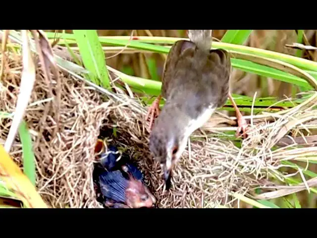 Video thumbnail for Wild cuckoo bird feed it food to babies cries  on nest After Hungry