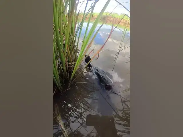 Video thumbnail for Baby Small Duck Swiming  #birdslover #birdnestandbaby #birdnest #birdsounds #nestfornewbie #nest #bi