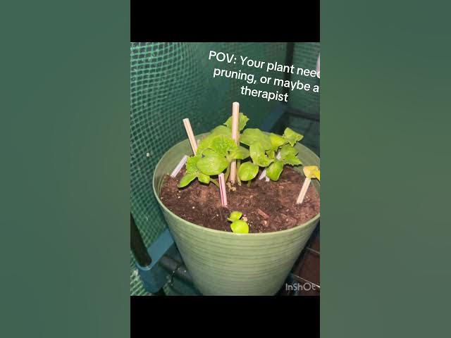 Video thumbnail for Grow some food with me #beginnergardening #gardening #comment #growyourownfood #gardeningtips