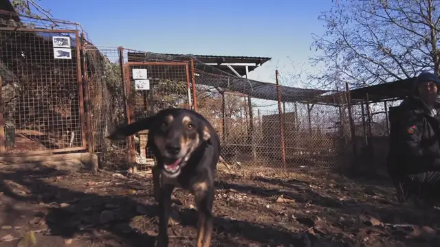 'Video thumbnail for 10 Best Guard Dog Breeds: Ensuring Safety and Loyalty'