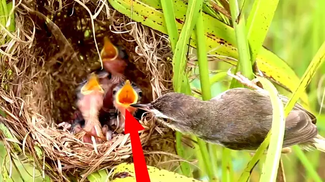 Video thumbnail for All  Grown Bird