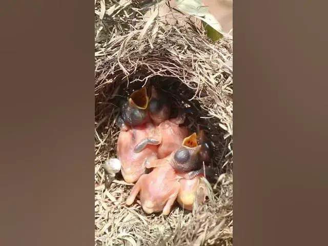 Video thumbnail for Widl Bird in Nest #Nesting #BirdBehavior #BirdWatching #NatureLovers #Wildlife #Birds  #nesting