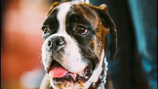 Video thumbnail for Can You Trust a Boxer Dog?