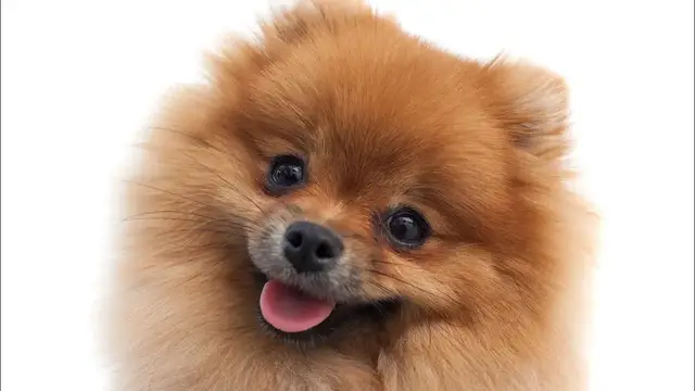 Video thumbnail for How Much Does a Pomeranian Puppy Cost?