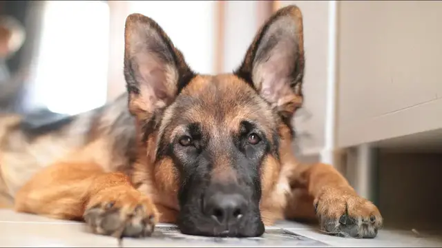 Video thumbnail for How to Take Care of a German Shepherd Dog?