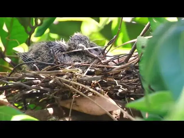 Video thumbnail for Babby's dobe bird stay to wait mother's dove on nest