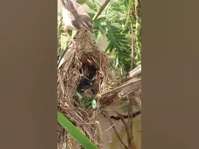 Video thumbnail for Mother Bird Catch & Feed #birds #birdslover #bird #nest #nestbird #birdcries #feedshorts #feedbird