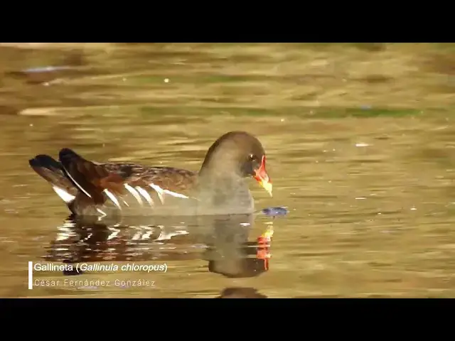 Video thumbnail for Gallineta (Gallinula chloropus)