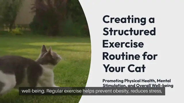 Video thumbnail for Cat Exercise Routine Planning