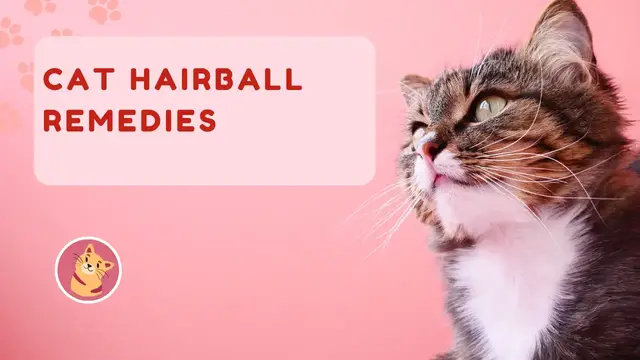 Video thumbnail for Cat Hairball Remedies