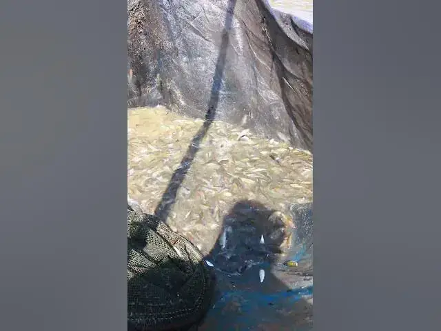 Video thumbnail for Way Catch Fish A Lot 8  #waycatchfish #fishcatch #alotfish #viralfish #fishlake