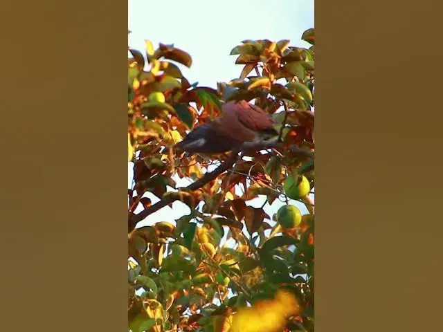 Video thumbnail for Cute Dove on tree #wildbird #shortbird