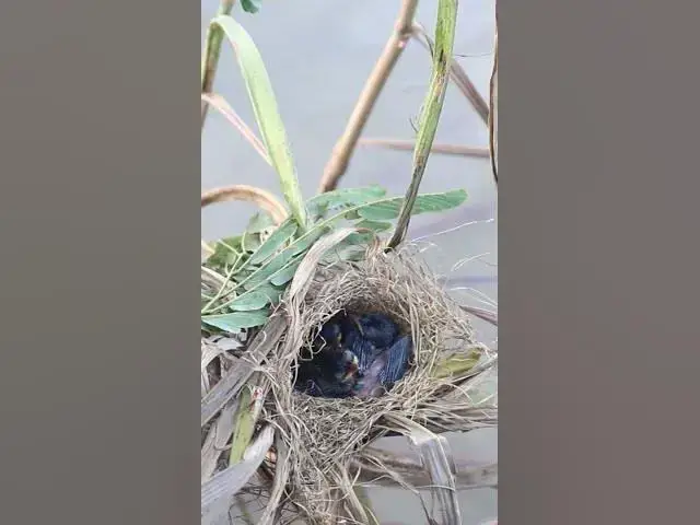 Video thumbnail for Babies Hungy Feed Bird #Babies  #Nesting #BirdBehavior #BirdWatching #NatureLovers #Wildlife #BirdLi