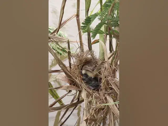 Video thumbnail for Mother Bgrown bitd feeding EP#081 #birdslover #birdwatch #wildlife #nature #birds #A