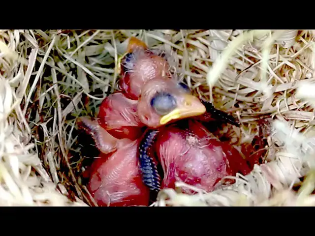 Video thumbnail for Baby Golden Bird Wait Feed in Nest  @ViralBirdNest