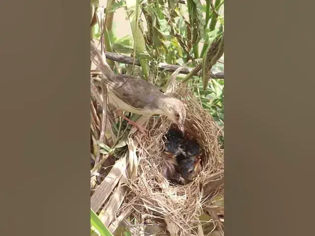 Video thumbnail for Mother Earting & Feed #birdspotting #bird #birds #catchbird #birdchirping #widlbird #viralbird