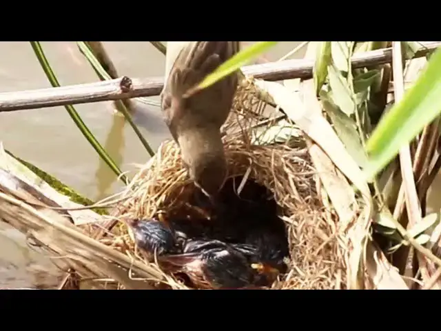 Video thumbnail for Grown Bird Rice Sparrow Feeding Eat in Nest