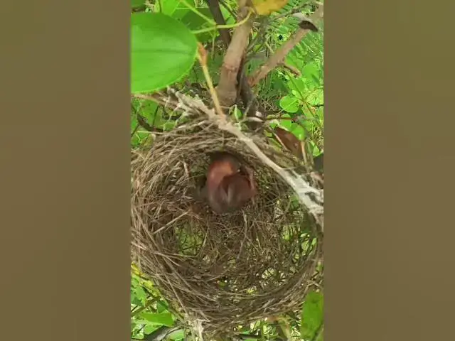 Video thumbnail for Bay Bird Wait Feed EP#036 #birdslover #birdwatch #wildlife #birdwatching #nature #birds  #bulbulnest
