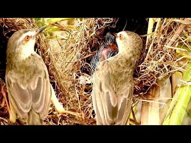 Video thumbnail for Top Babies Wild Bird Signle Grown Bird