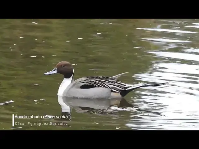 Video thumbnail for Anas acuta