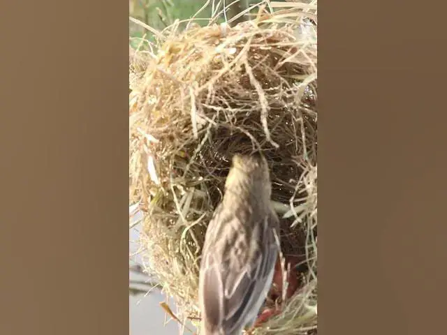Video thumbnail for Female Yellow Bird Feed in Nest  #birdslover #birdnestandbaby #birdnest #birdsounds #nestfornewbie #