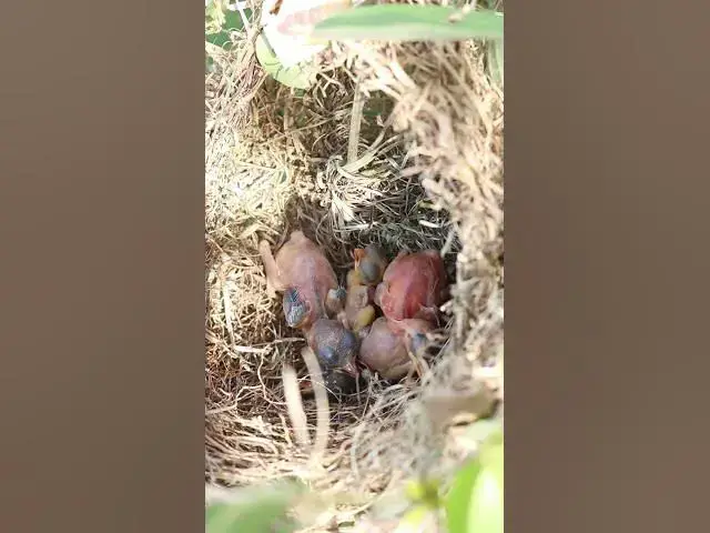 Video thumbnail for Demon bird Babies Birds hungry eat EP#190 #birdslover #birdwatch #birds #beautifulbird  #birds365