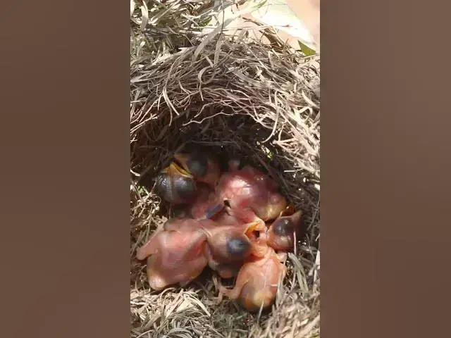 Video thumbnail for Cute of Widl Bird #Nesting #BirdBehavior #BirdWatching #NatureLovers #Wildlife #Birds  #nesting