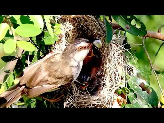 'Video thumbnail for Baby's rice bird hungry eat food alot'