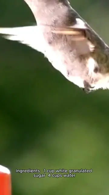 Video thumbnail for hummingbird nectar recipe