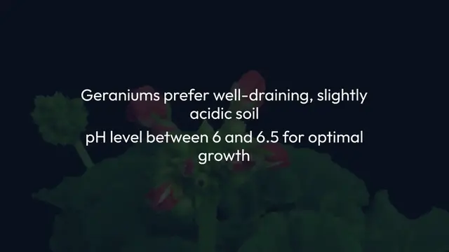 Video thumbnail for Cultivating Vibrant Geraniums for Every Garden