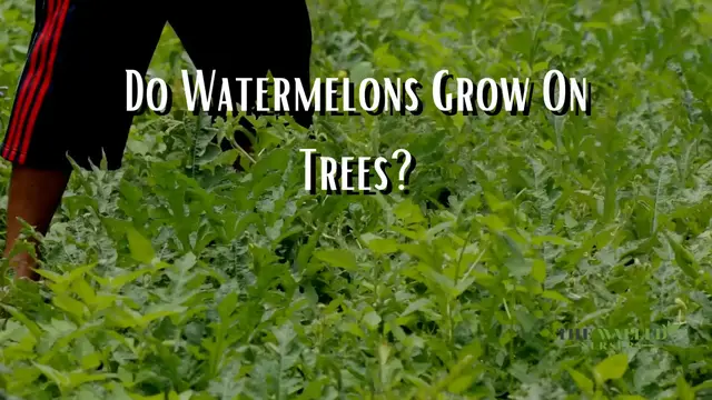 'Video thumbnail for Do Watermelons Grow On Trees?'