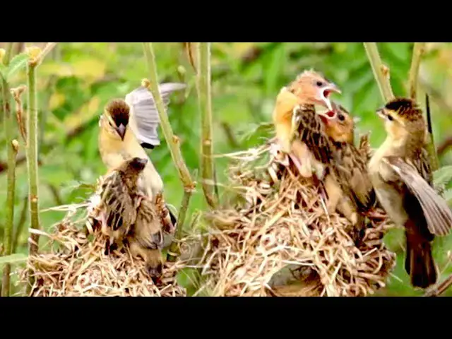 'Video thumbnail for Wild golden babies bird cried eat, mommy care wild bir'