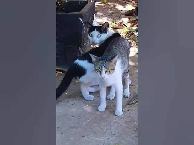 Video thumbnail for Top Cats EP.022 #cat #shortcat #catchcatch #bitcat  #animals #cute #catlover  #cutecat
