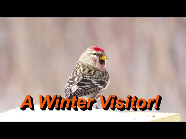 'Video thumbnail for Secrets of the Common Redpoll – Habitat, Diet, and Behavior'