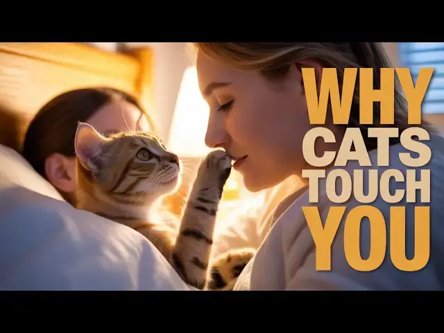 Video thumbnail for Why Your Cat Touches Your Face Before Sleeping — The Real Meaning Behind It