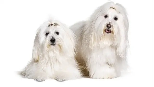 Video thumbnail for 15 Pros and Cons of Owning a Coton de Tulear Dog