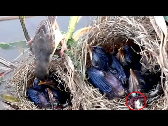 Video thumbnail for On Nest Babies Bird Rice wait Eat Food on Nest