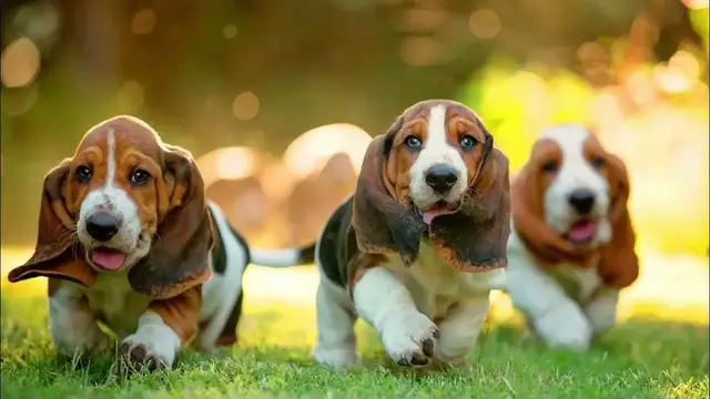 Video thumbnail for Behavior and Training Tips for a Basset Hound