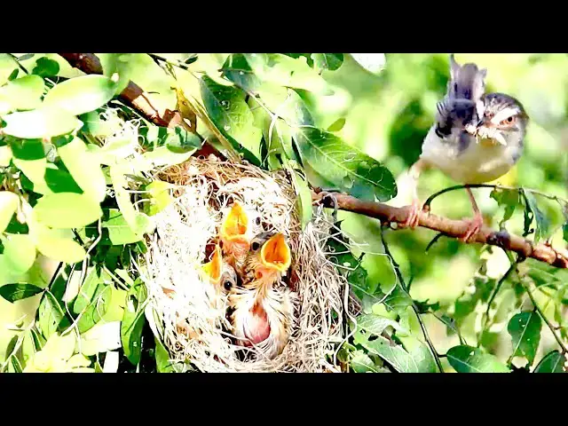 'Video thumbnail for Underwater, Momie's wild bird feed food to babie on nest'