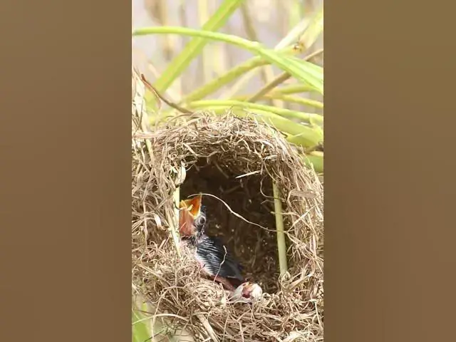 Video thumbnail for Wow Signlre Bird Cries  #birdkids #birdwatching #birdslover #birdparenting #birdwatch #nature