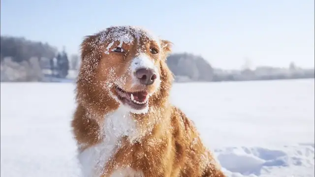 Video thumbnail for 258 Great Ideas For Naming Your Duck Tolling Retriever