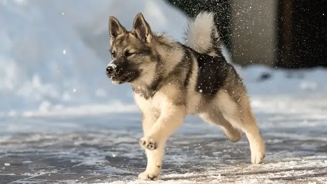 Video thumbnail for The 15 Best and Worst of Owning a Norwegian Elkhound