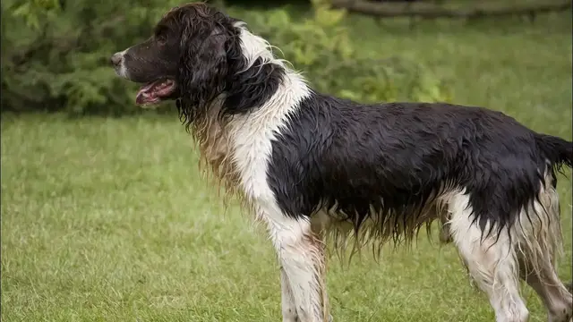 Video thumbnail for 10 Pros and Cons of Owning a Sprocker Spaniel