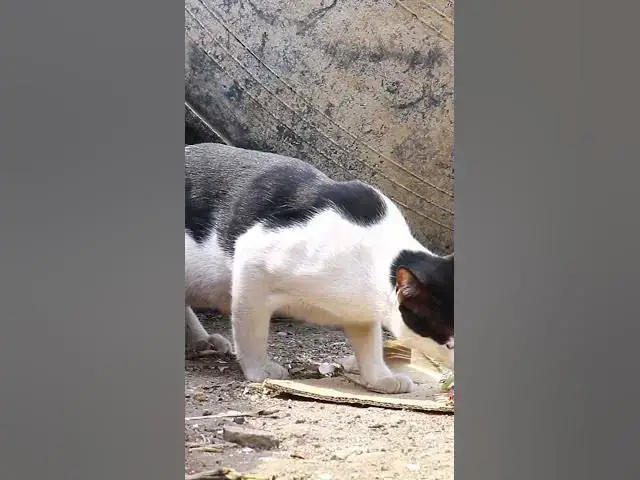 Video thumbnail for Cute of cat eating 2  #cat #shortcat #catchcatch #bitcat  #animals #cute #catlover  #cutecat