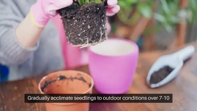 'Video thumbnail for Transplanting Tips for Stronger Seedlings'