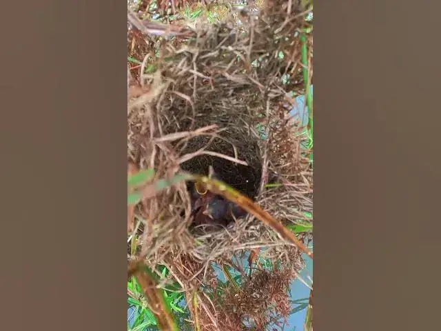 Video thumbnail for Baby Sparrow With Mother Sparrow1