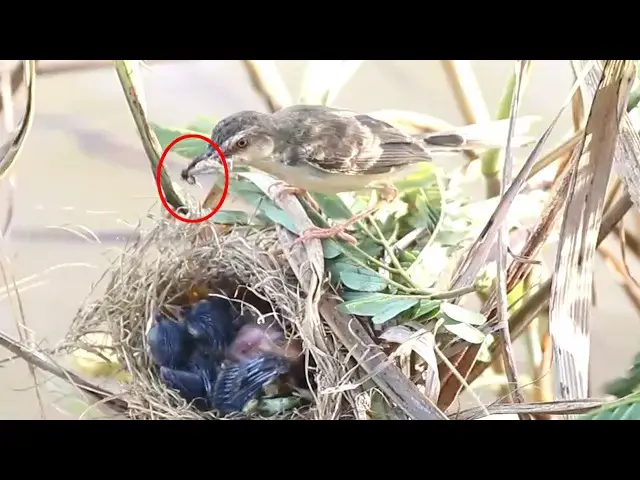 Video thumbnail for Grown Mother Bird Catch Insect to Feed Eat In Nest Everydays  @ViralBirdNest