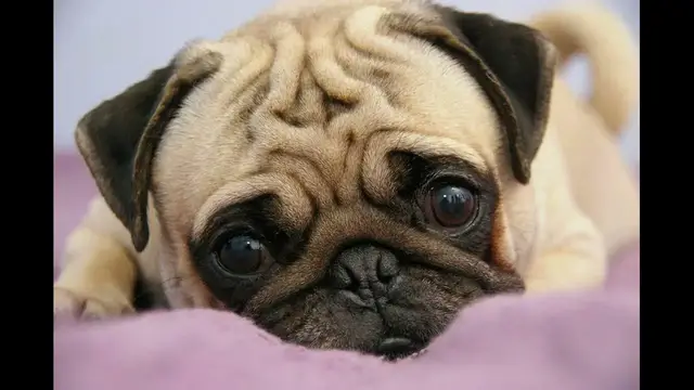 Video thumbnail for 25 Pros and Cons of Owning a Pug